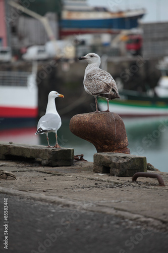 Goélands sur le quai