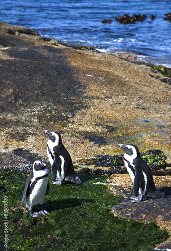 South Africa, Cape town, a penguins colony in Simons town waterfront