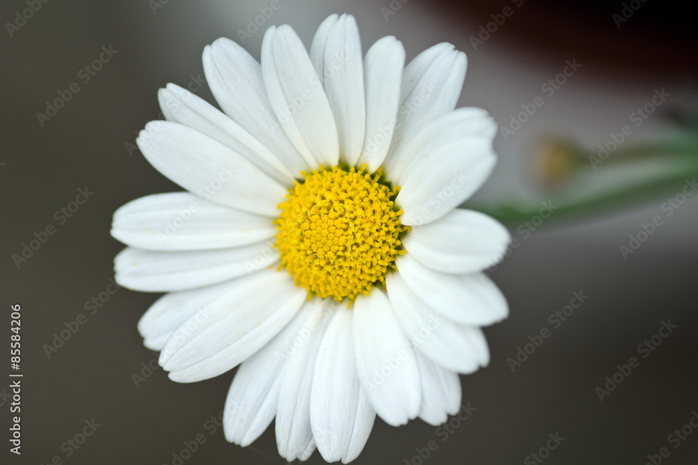 Gänseblümchen Nahaufnahme Gänseblümchen Nahaufnahme