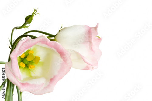 Beautiful lisianthus flowers on white