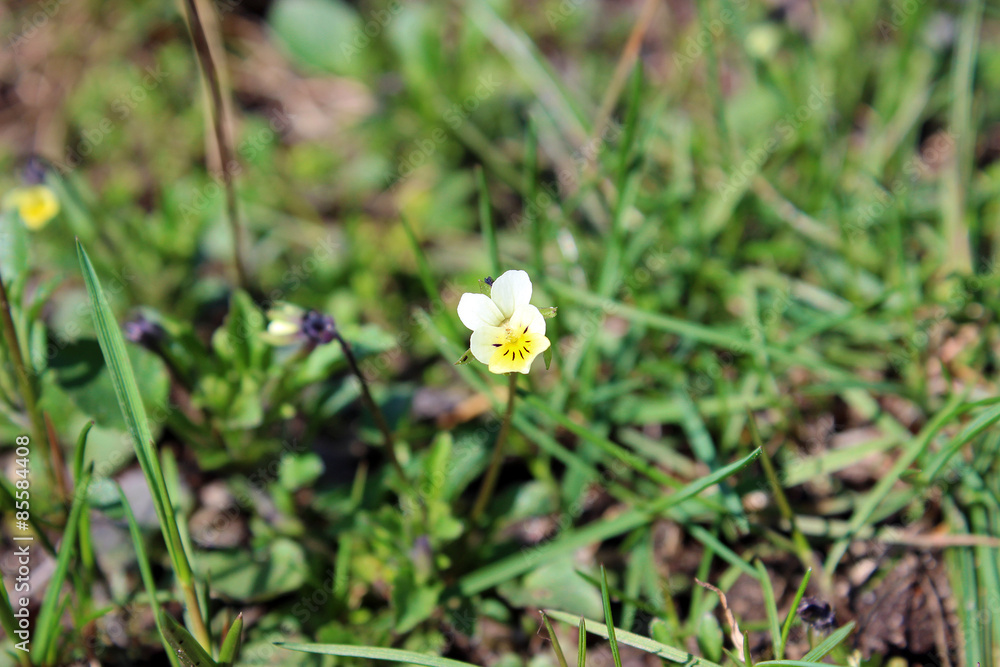 Pansy flower Pansy flower