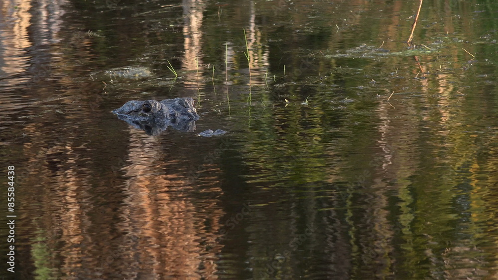 Large American alligator in The water Large American alligator in The water