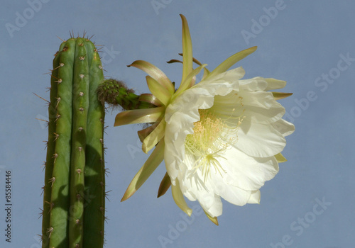 Cactus Trichocereus  pachano San pedro en fleur