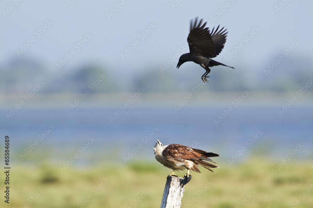 Obraz premium Brahminy kite attack by crow in Pottuvil, Sri Lanka