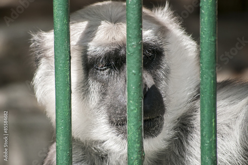 Gray langur head behind zoo cage bars © varbenov