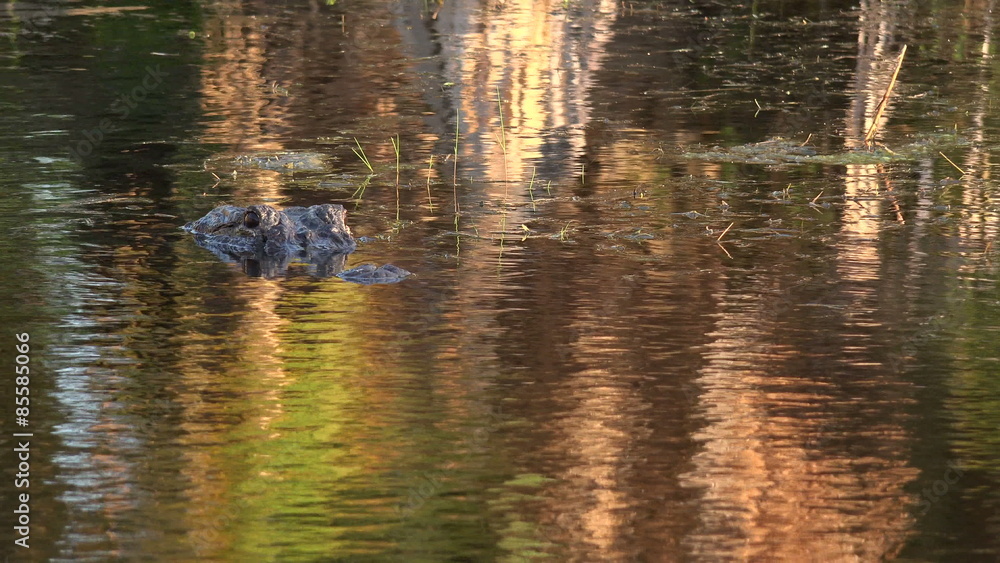 Large American alligator in The water Large American alligator in The water