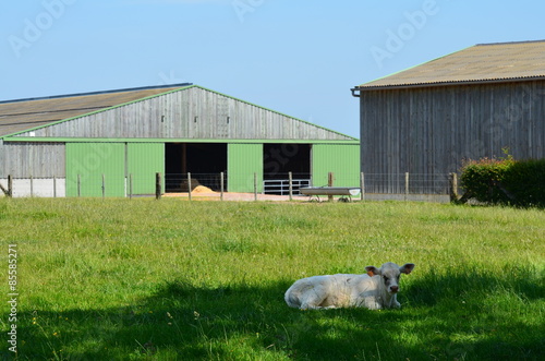 Fotografie Veau se reposant à l'ombre (Normandie)