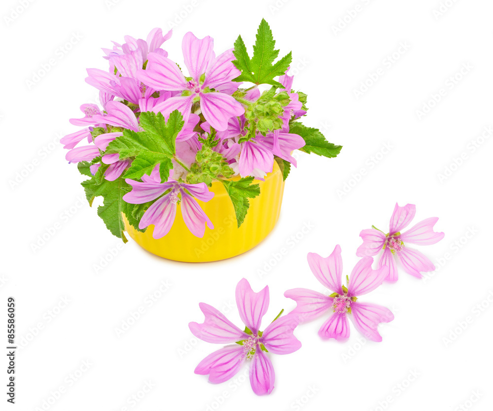 Obraz premium Beautiful spring flowers