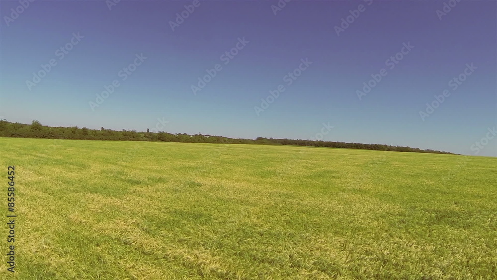 Fast flight over wheat field. Aerial low height with rurn Fast flight over wheat field. Aerial low height with rurn