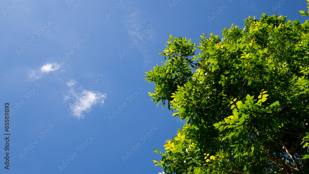 Green leaves tree against blue sky in summer Green leaves tree against blue sky in summer
