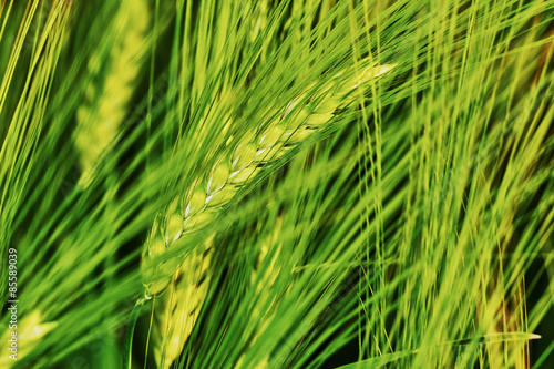 Green field of barley closeup