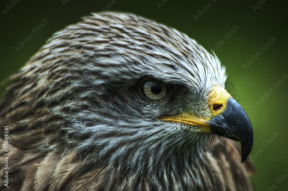 águila águila