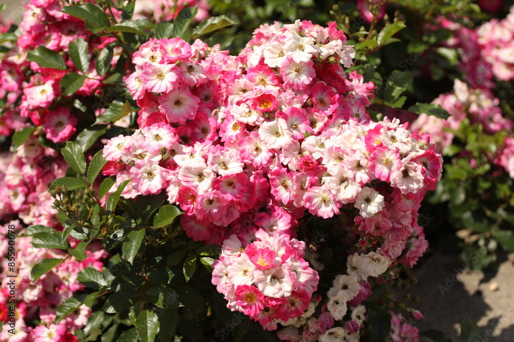 Róża (Rosa - Rosaceae) Róża (Rosa - Rosaceae)