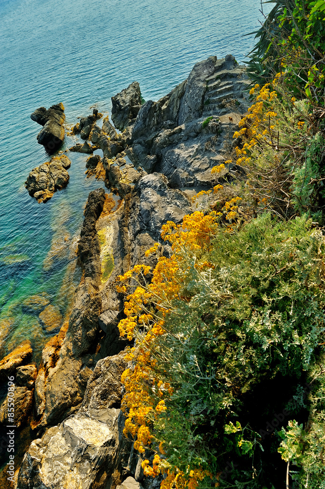 mountains rock with yellow flowers