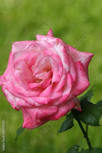 R    a  Rosa - Rosaceae 