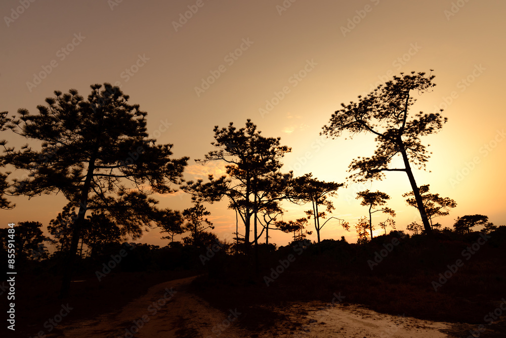 Silhouetted of pine tree at sunrise.