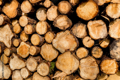 Harvested pine logs