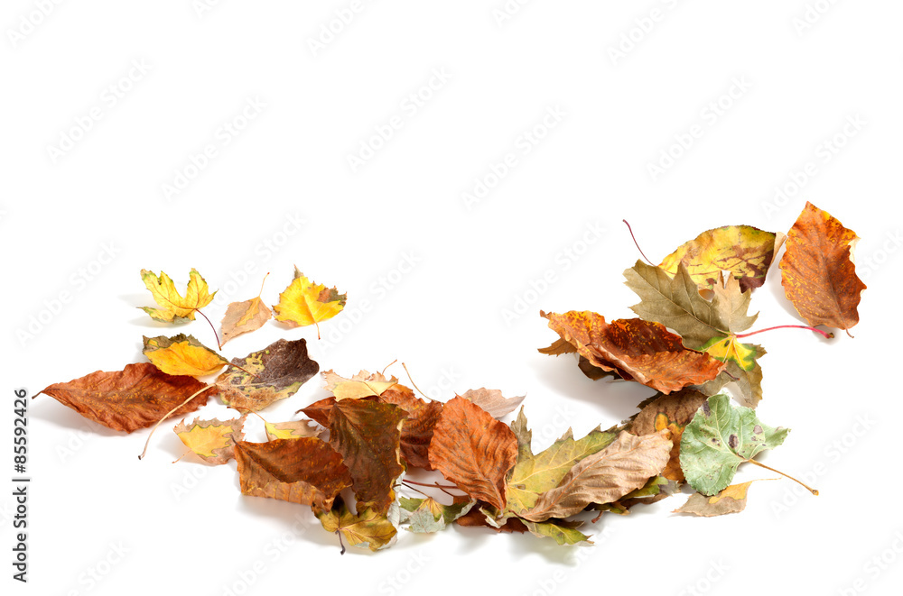 Autumn dry maple leafs on white background Autumn dry maple leafs on white background