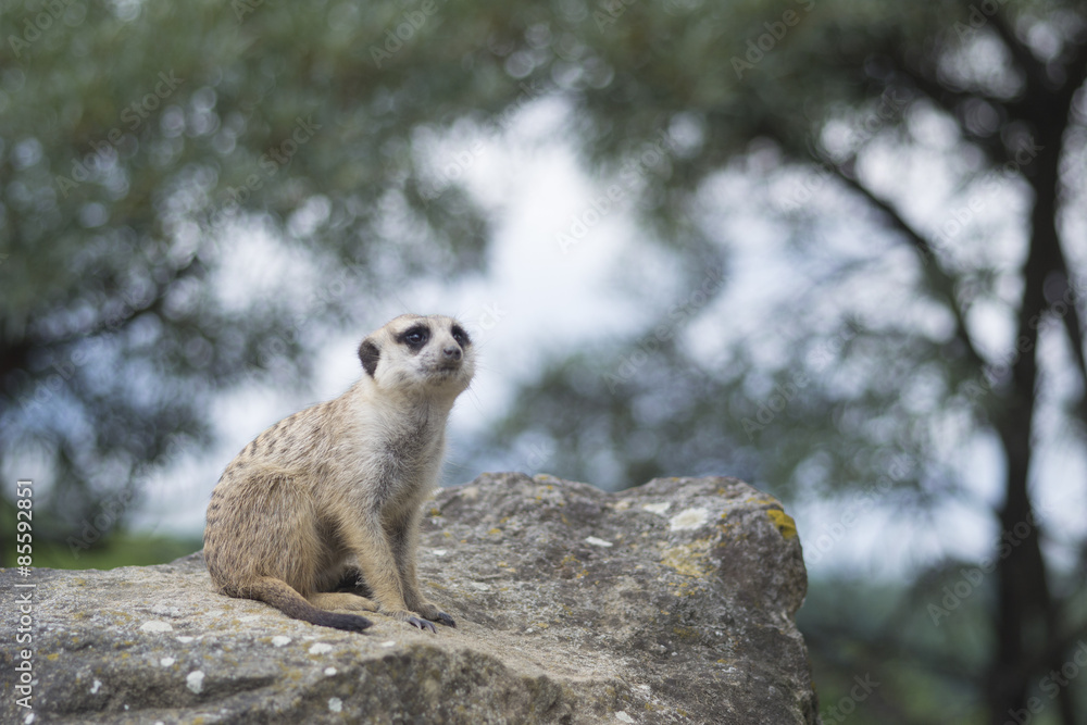 Fototapeta premium meerkat
