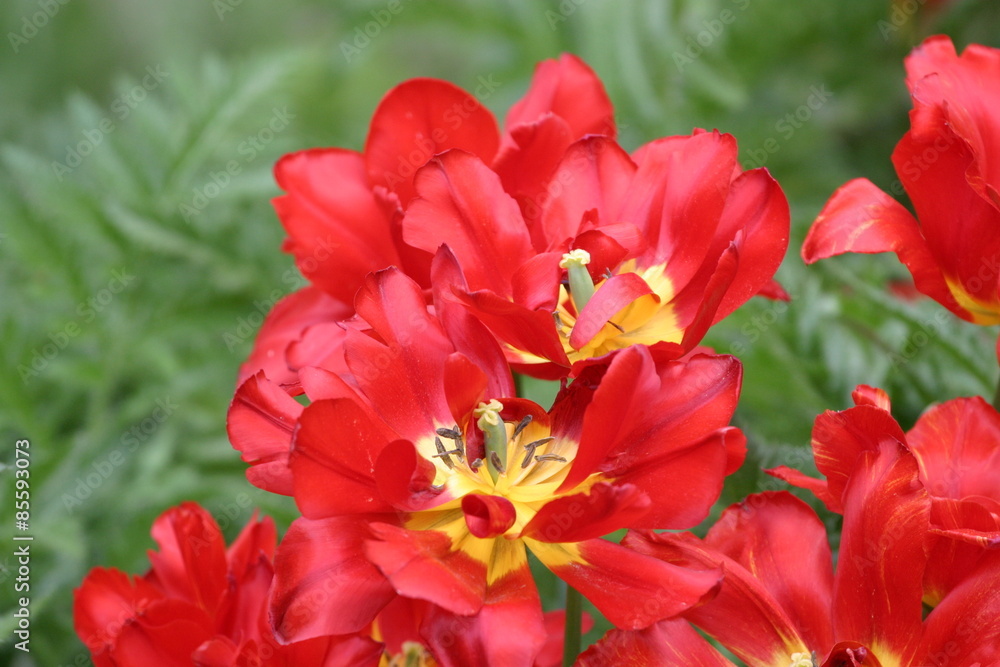 Fototapeta premium Tulipan - tulipany (Tulipa)