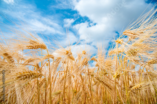 Cereal Plants  Barley  with different focus