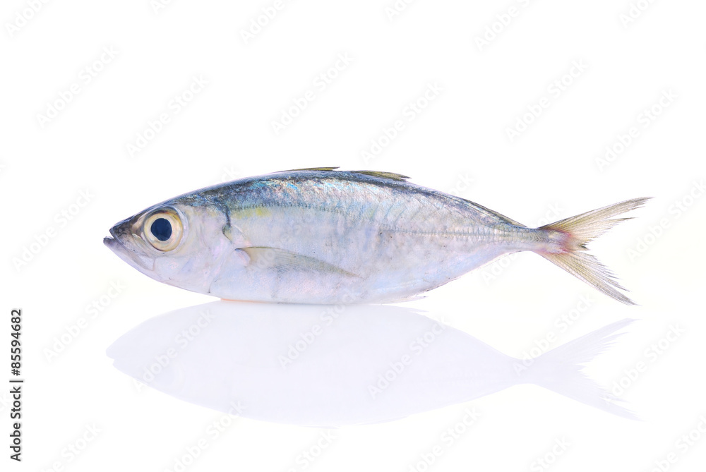 Fresh mackerel fish on the white background Fresh mackerel fish on the white background