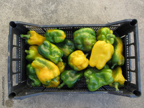 Green and yellow peppers in black plastic box, hand picked just as they ripen from the garden in a Tuscan farm photo