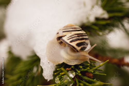   Snail  with brown shell on branch close up and the last snow in may. photo