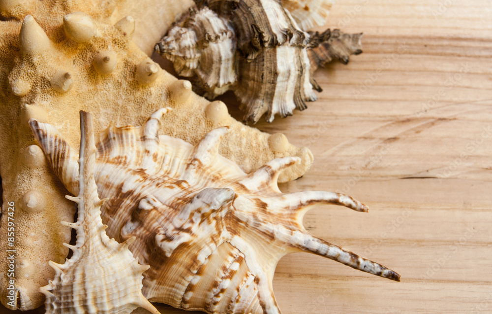 Fototapeta premium Collection of seashells on a wooden background