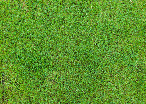 Beautiful green grass pattern