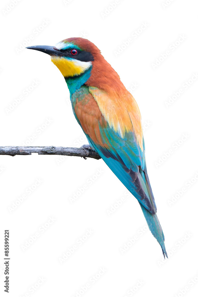 Fototapeta premium European bee-eater on white