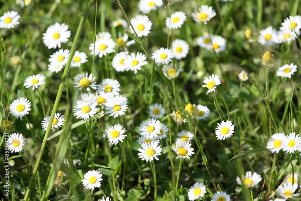 Fototapeta premium Stokrotka, pospolita, łąkowa, trwała (Bellis perennis)