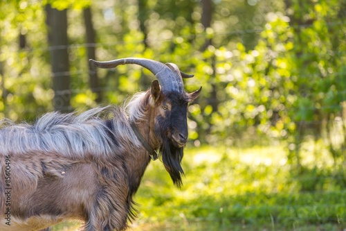Beautiful portrait of goat male on pasture