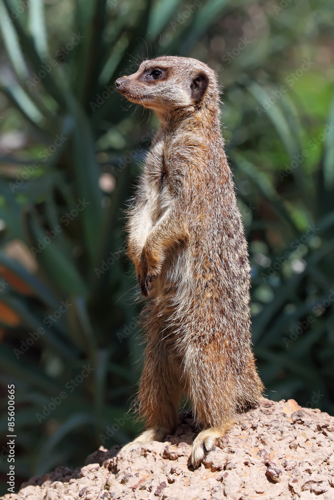 Fototapeta premium meerkat