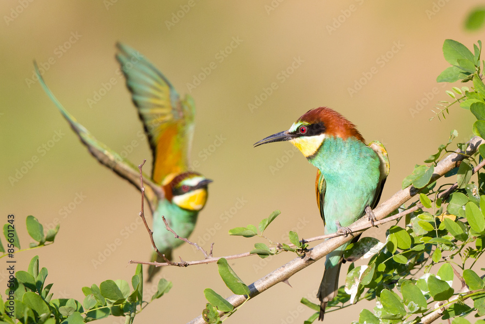 Fototapeta premium Bee-eater couple
