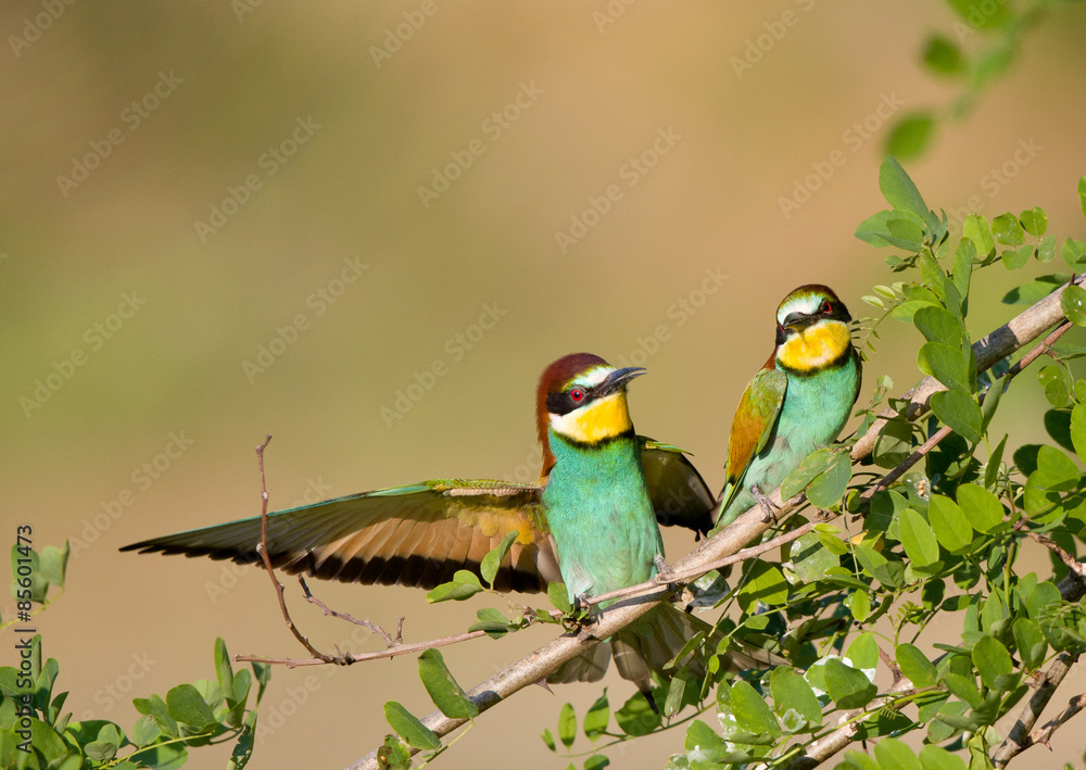 Bee-eater couple