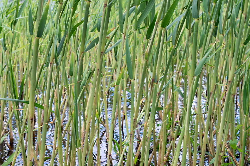 Obraz premium background green bulrush