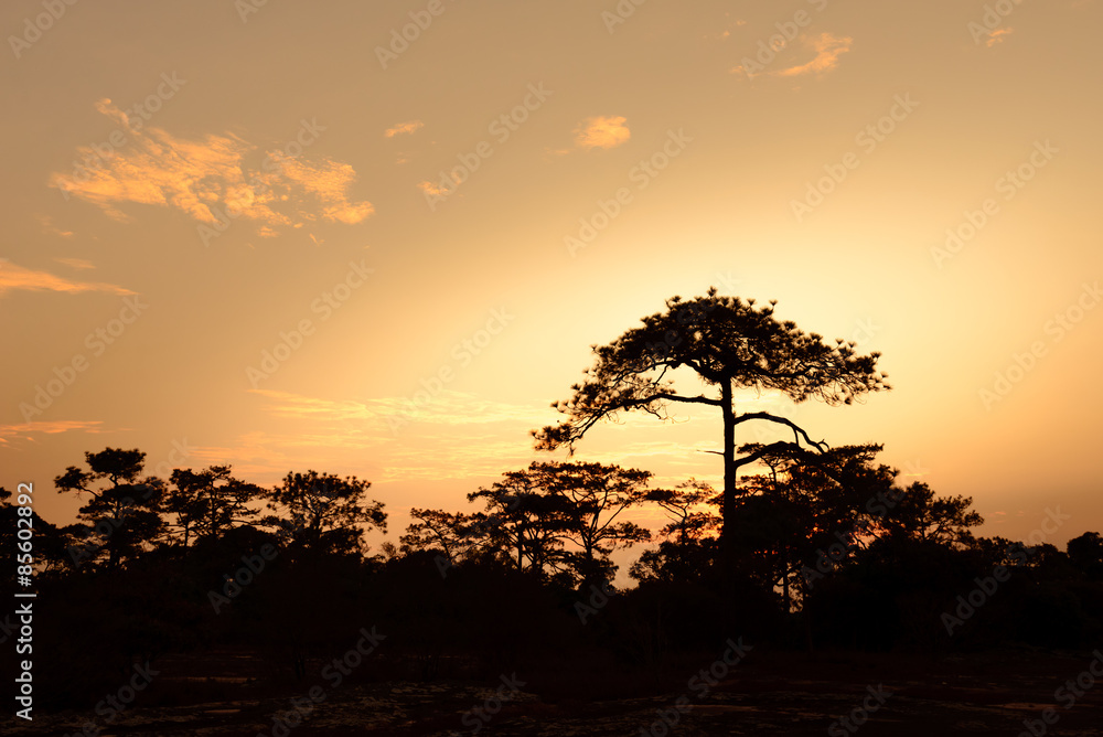 Silhouetted of pine tree at sunrise.