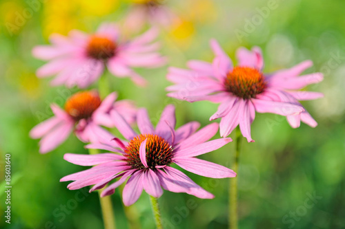 Coneflower