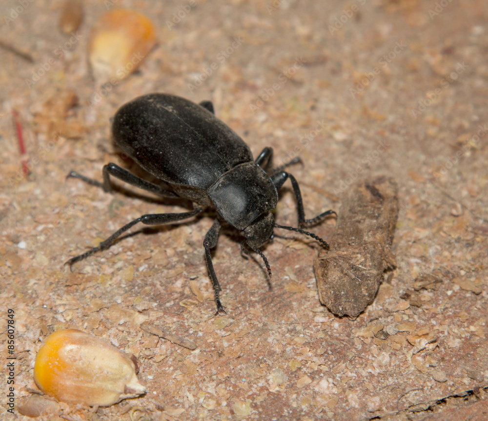 black beetle black beetle