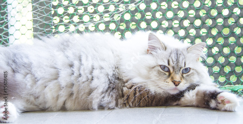 Fotografía beautiful cat, white neva masquerade version of siberian breed