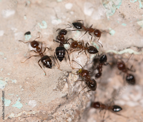 ants on a brown wall © studybos
