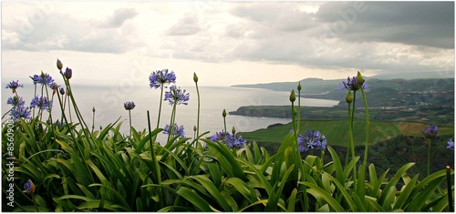 Agapanthus in primo piano, sfondo costa delle azzorre isola di sao miguel