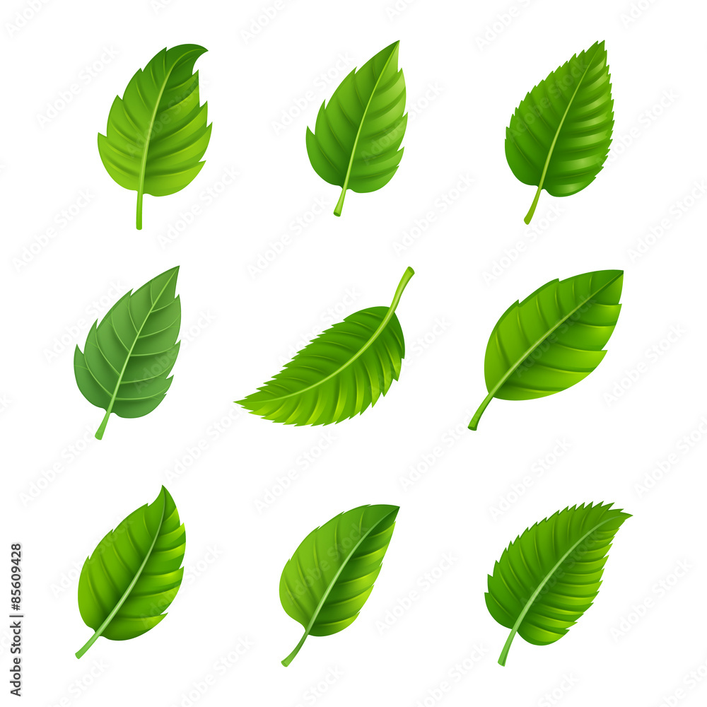 Green leaves decorative set - obrazy, fototapety, plakaty 