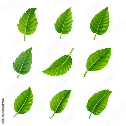 Green leaves decorative set
