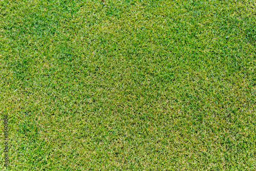 Close up of green grass for your background