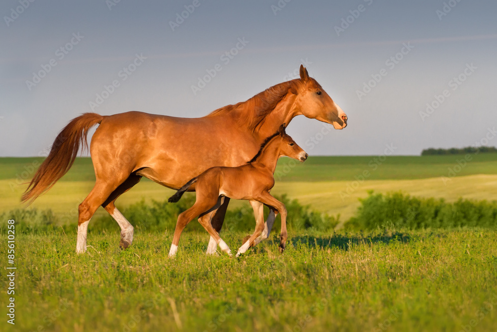 Fototapeta premium Mare run with colt in beautiful field at sunrise