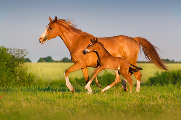 Mare run with colt in beautiful field at sunrise