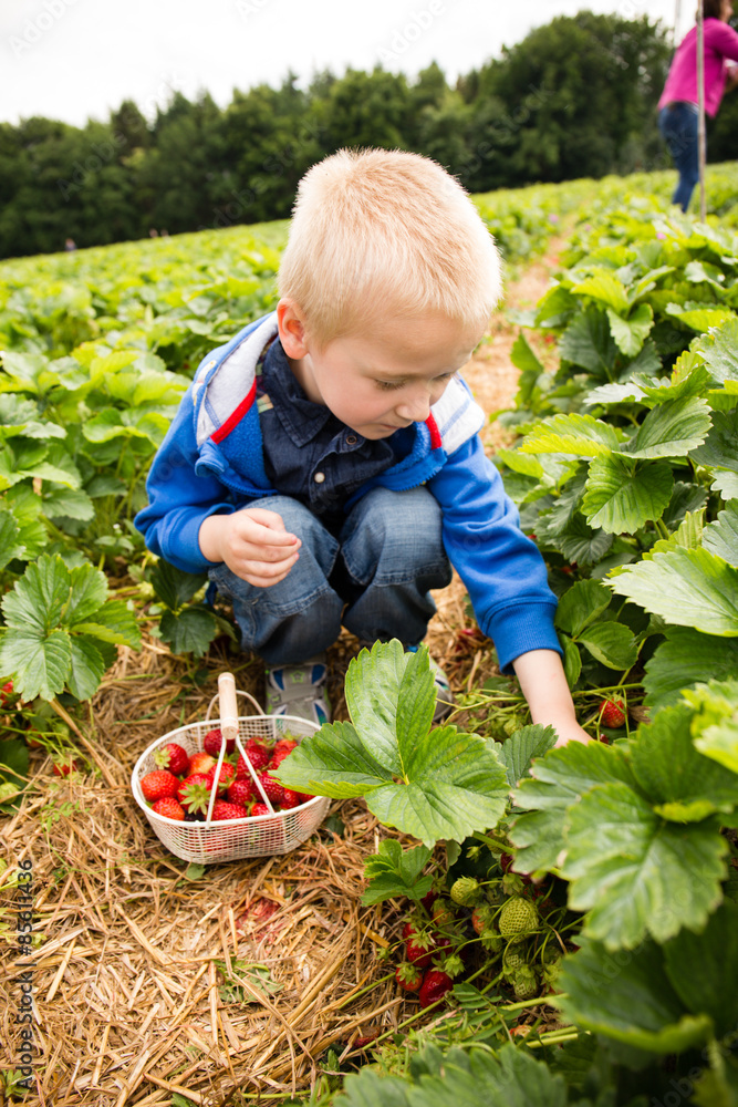 Fototapeta premium Ein Junge pflückt Erdbeeren