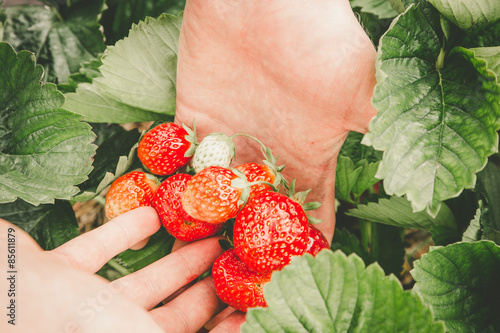 Erdbeeren selber pflücken